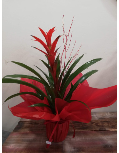 Guzmania