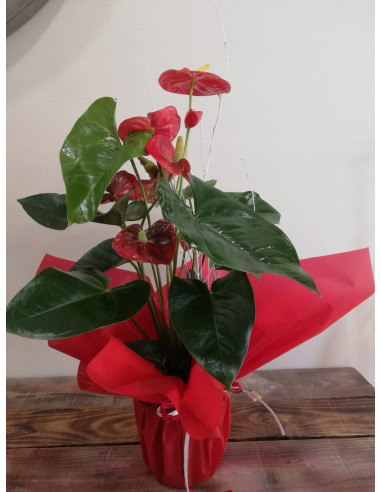 Anthurium