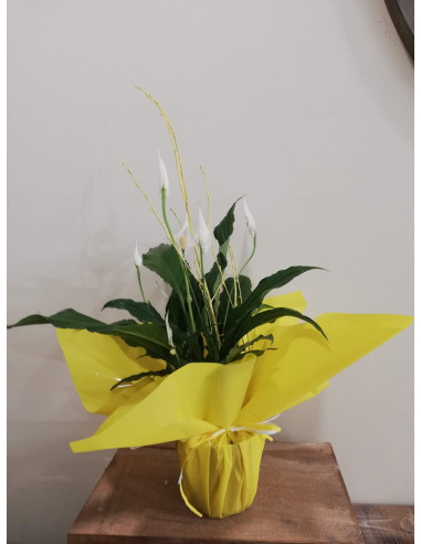 Spathiphyllum